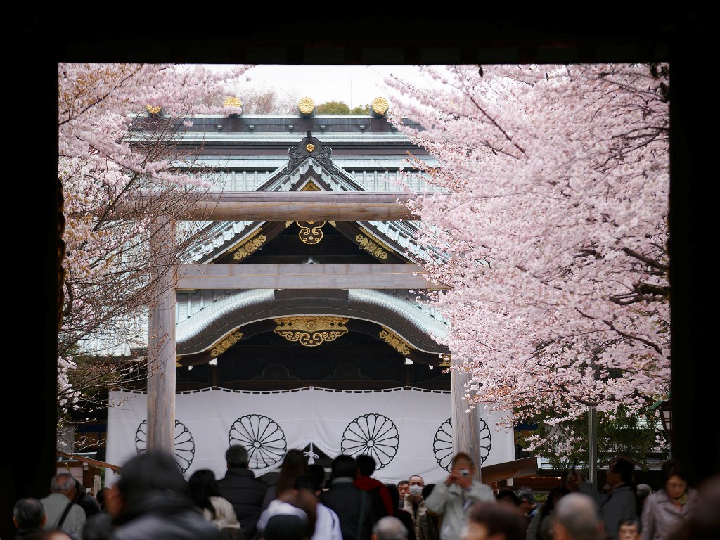 靖国神社の桜