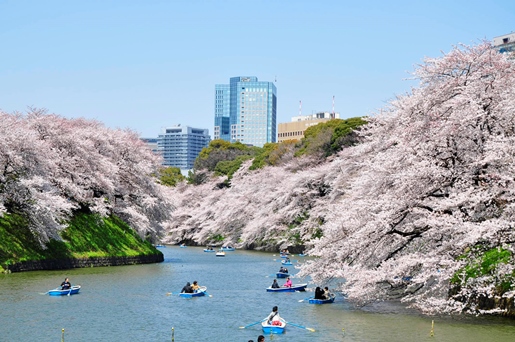 千鳥ケ淵緑道の桜