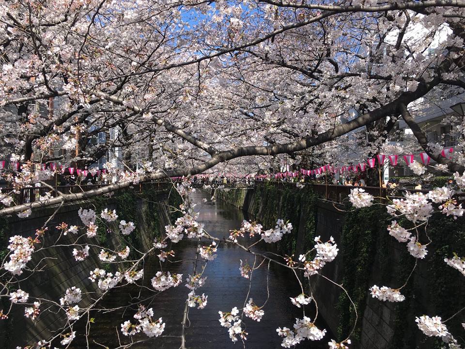 目黒川の桜