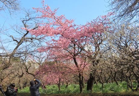 新宿御苑の桜