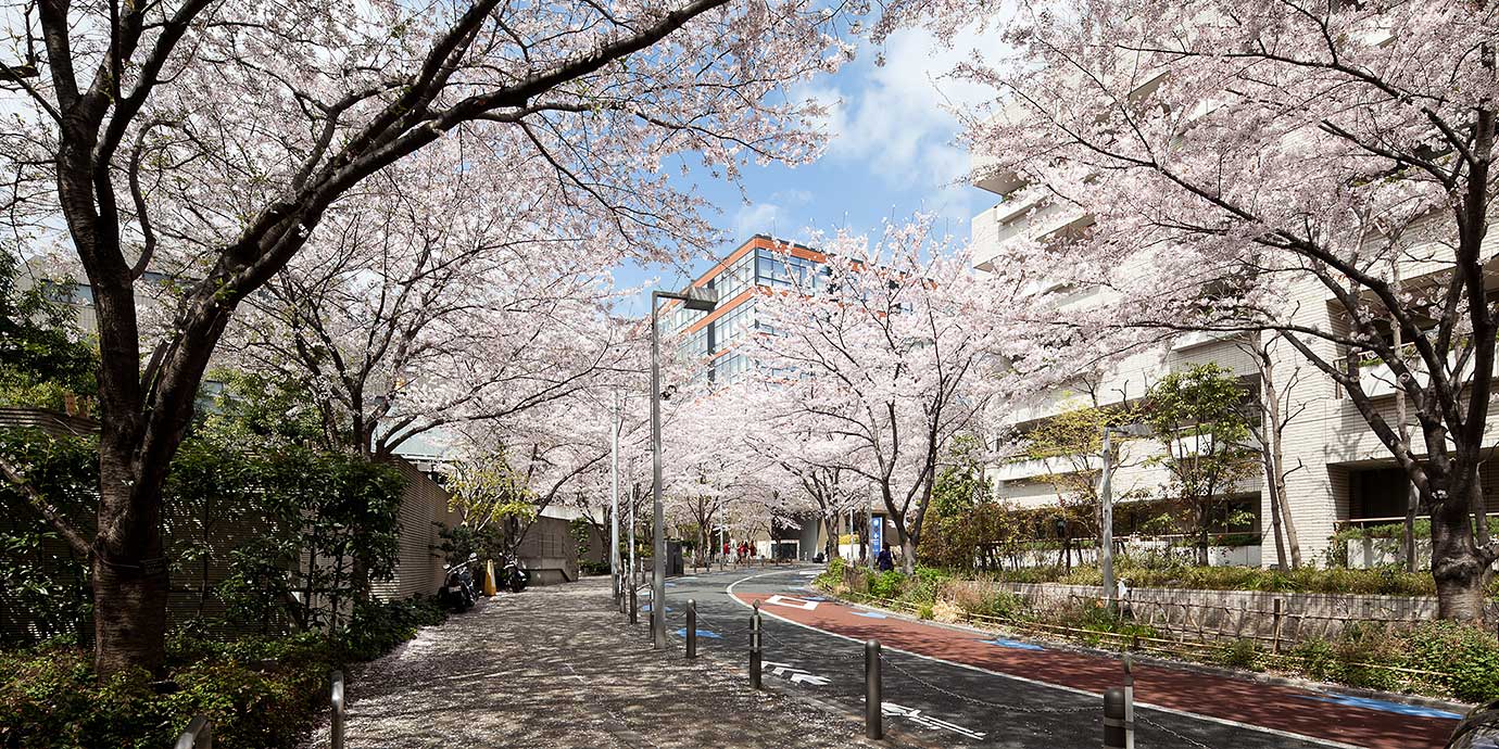 六本木ヒルズ 毛利庭園・六本木さくら坂の桜