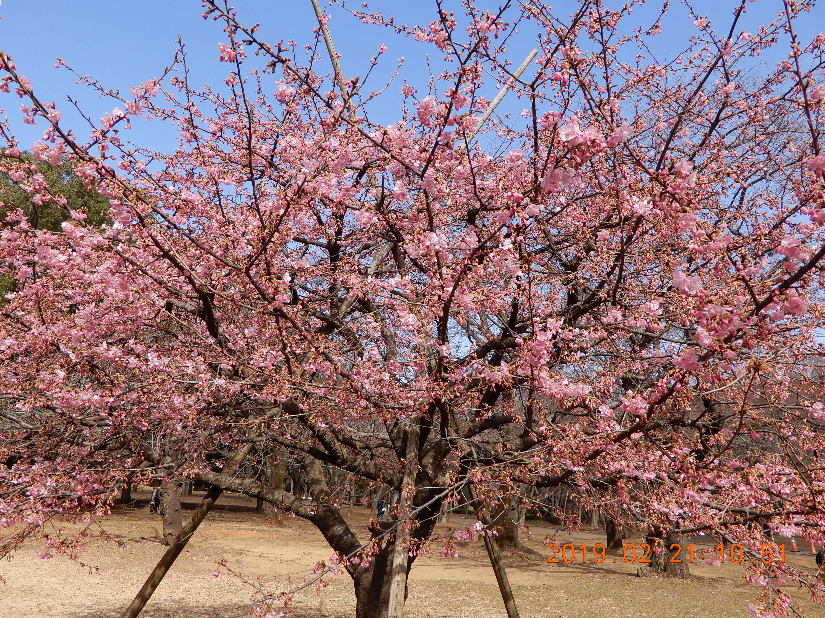 代々木公園の桜