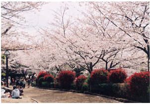 飛鳥山公園の桜