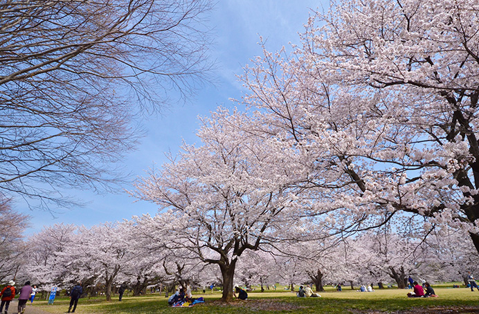 国営昭和記念公園の桜