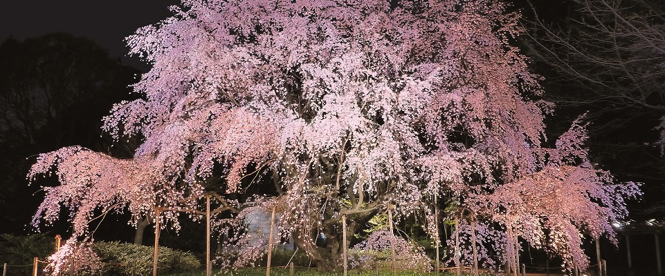 六義園の桜