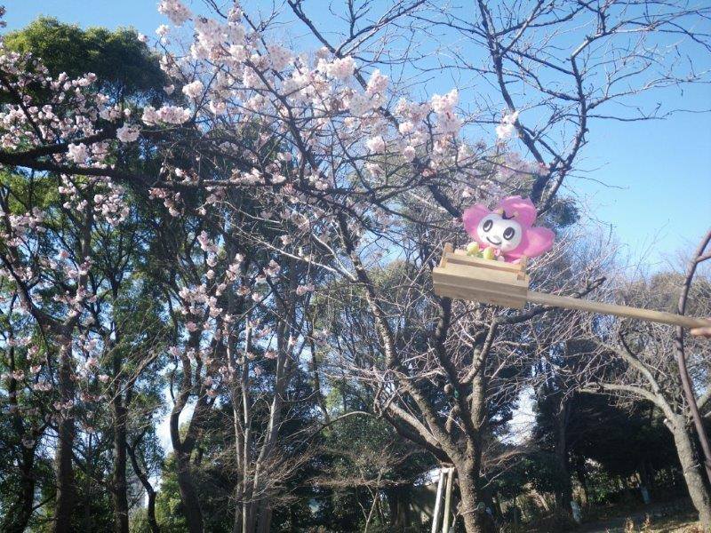 上野恩賜公園の桜