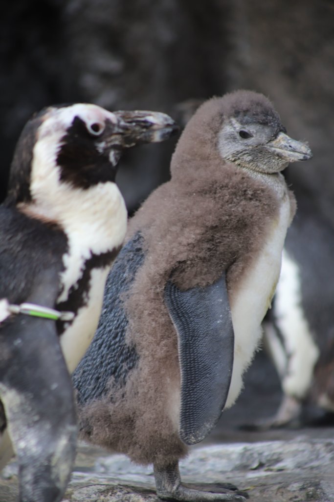 ペンギンのヒナ