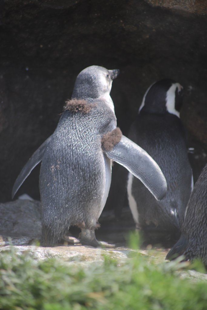 ペンギンのヒナ