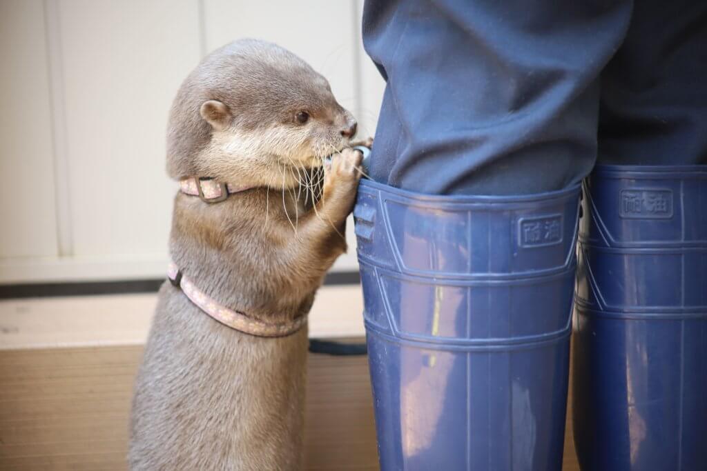 遊んでいるカワウソ