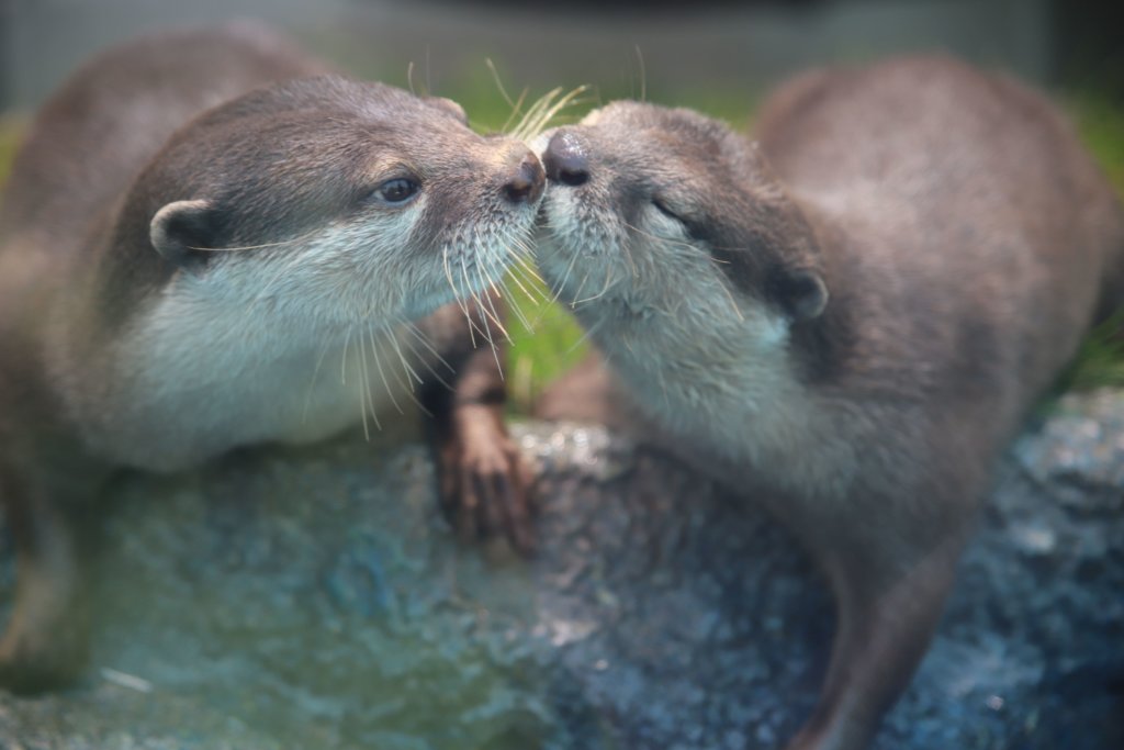 キスしているカワウソ