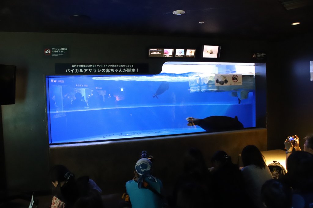 アザラシの水槽前