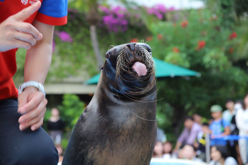 舌を出すアシカ