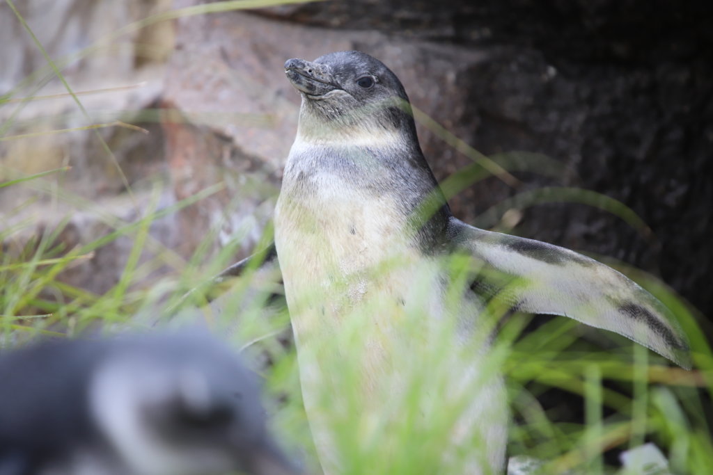 ペンギンのヒナ