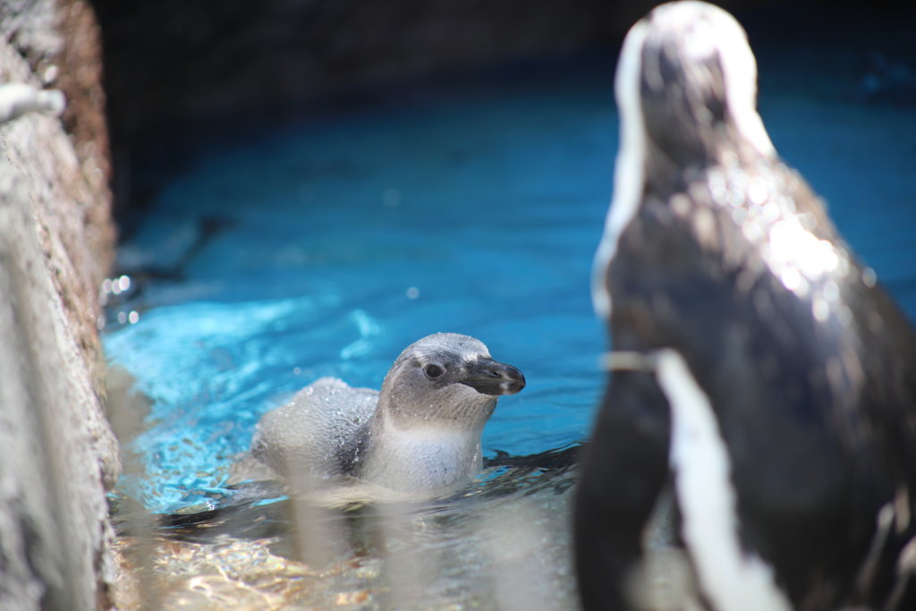 ペンギンのヒナ