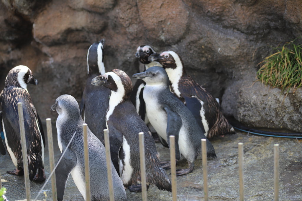 ペンギン達