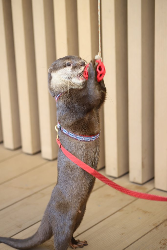 おもちゃで遊ぶカワウソ