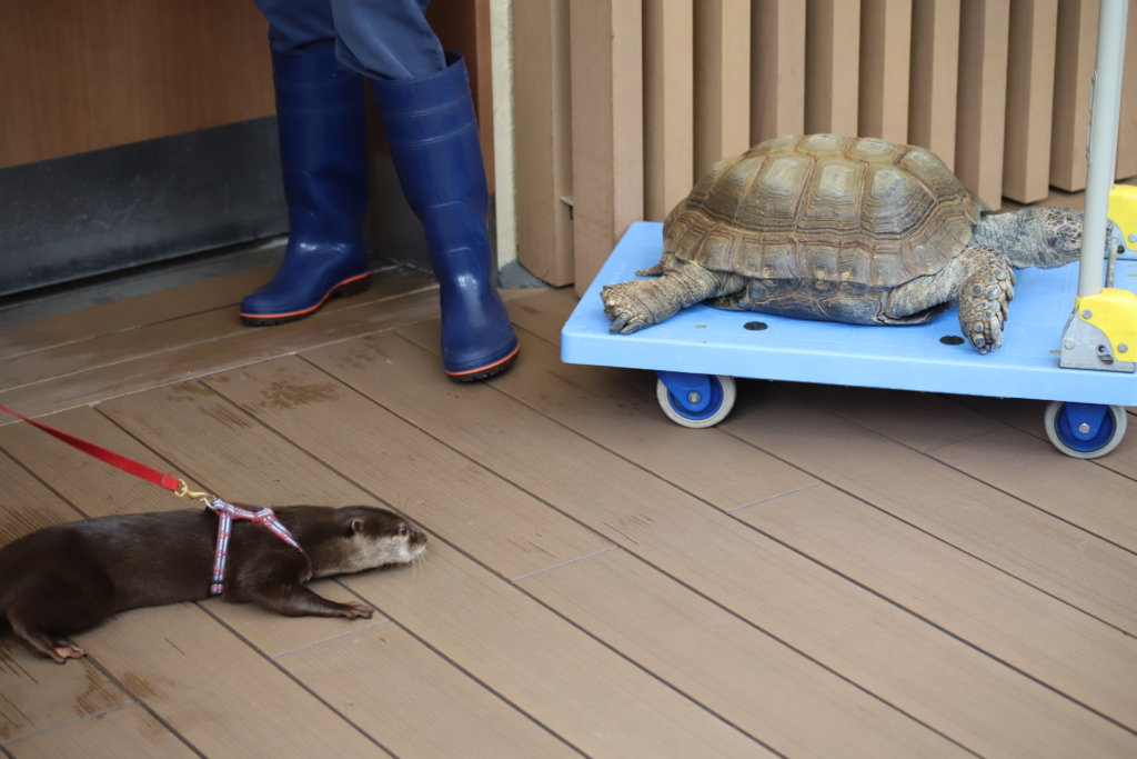 カワウソとカメ