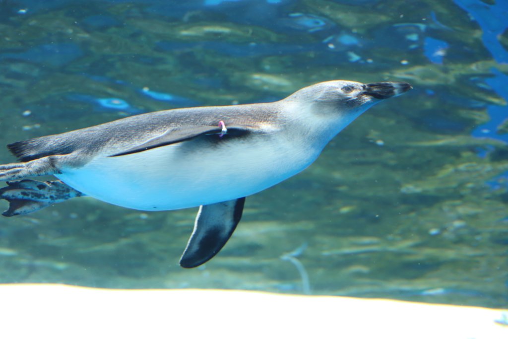 泳いでいるペンギン