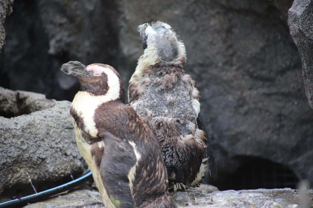 換羽中のペンギン