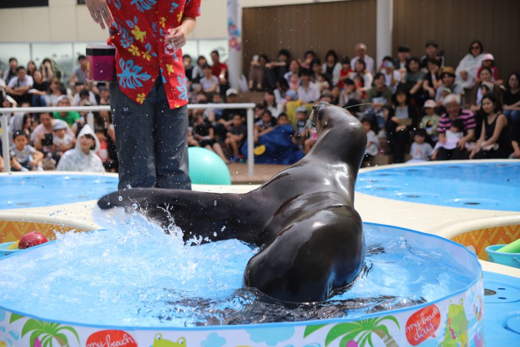 プールの水をかけるアシカ