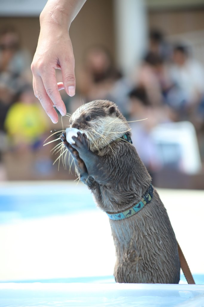 氷を受け取るカワウソ