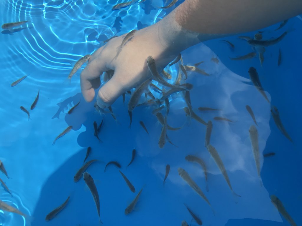 手の角質を食べる魚たち