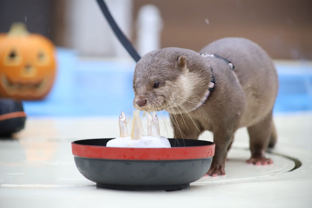 コツメカワウソ