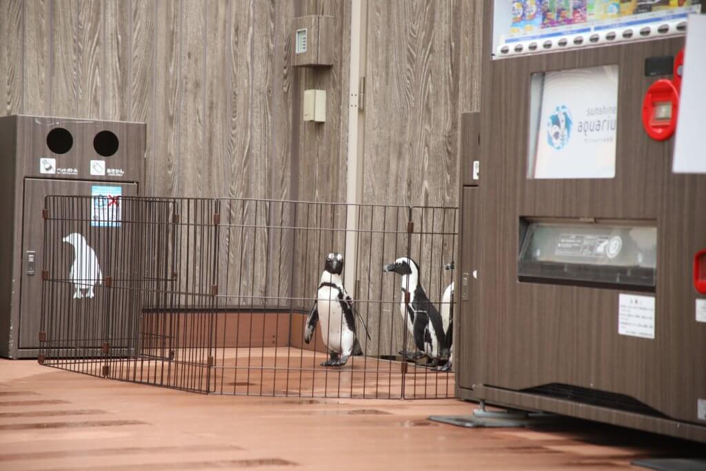 登場したペンギン