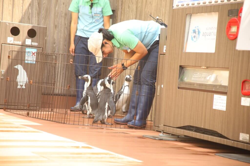 激励を受けるペンギン