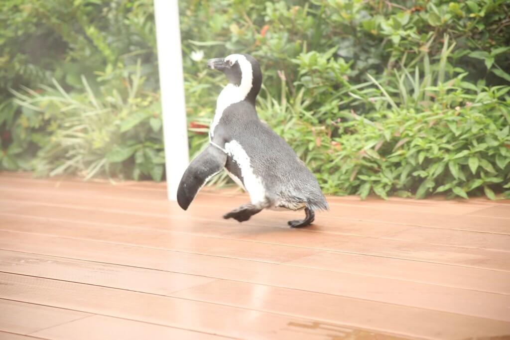 走るペンギン