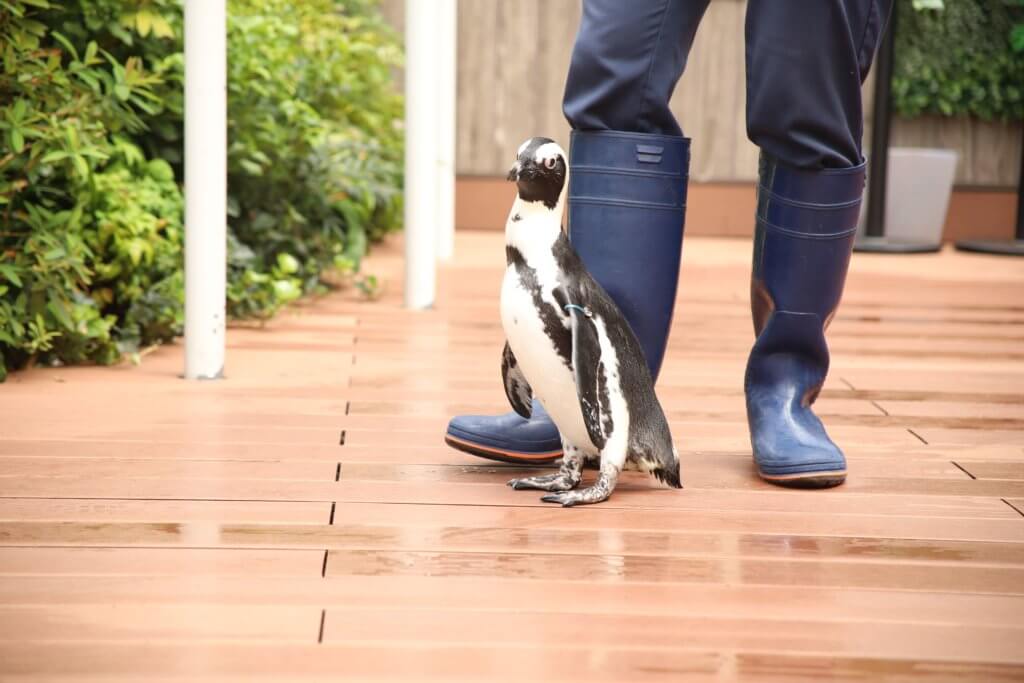 最後尾にいるペンギン