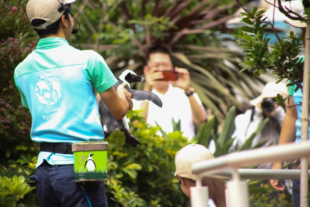 飼育スタッフさんに運ばれるペンギン