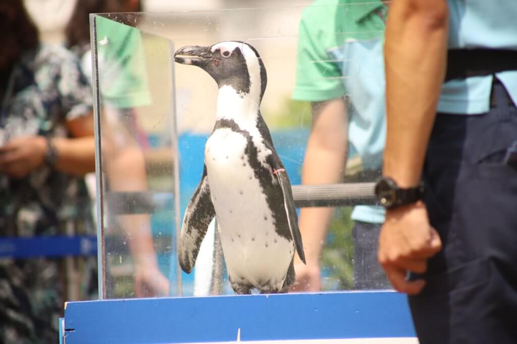 優勝してカートで運ばれていくペンギン