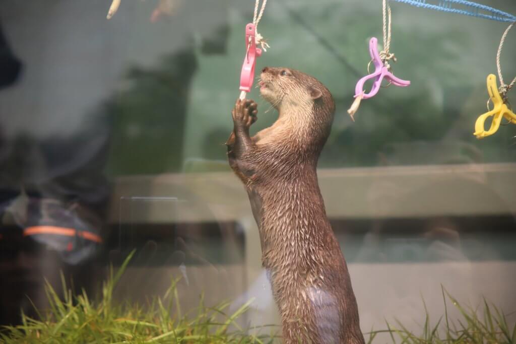 ワカサギを食べるカワウソ