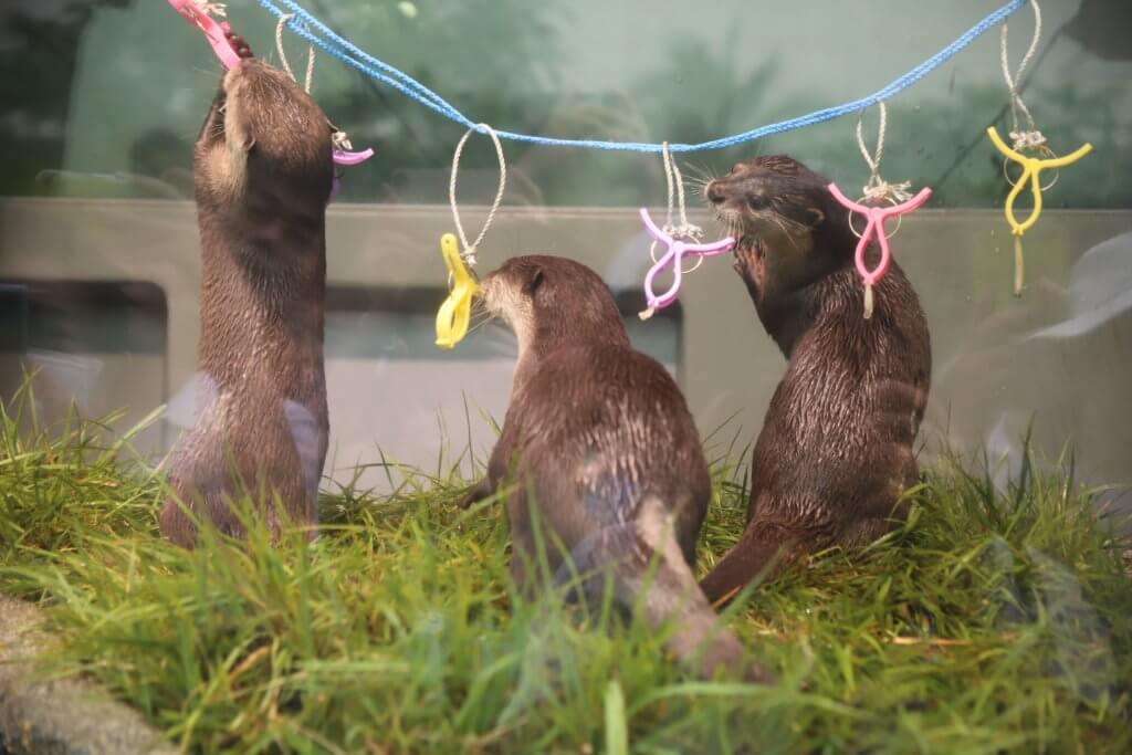 ワカサギを食べるカワウソ