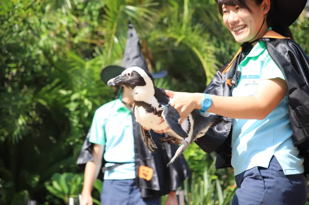 飼育スタッフさんに抱えられた移動するペンギン