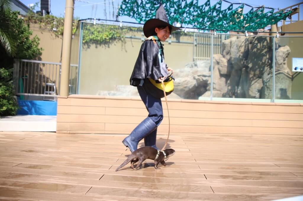 仮装した飼育スタッフさんとカワウソ