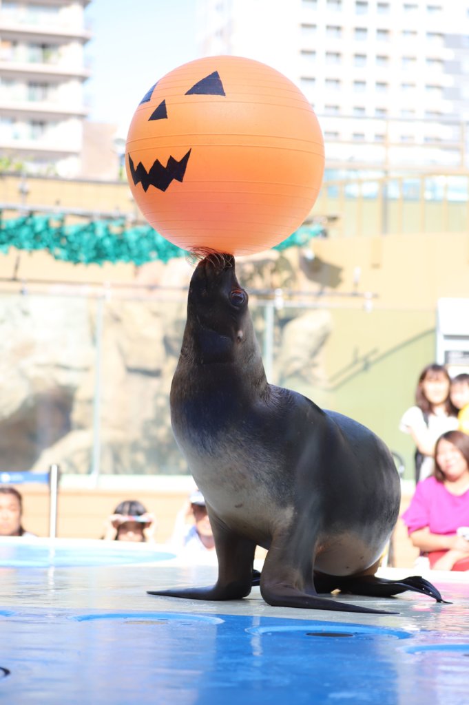 大きなボールを鼻に乗せているアシカ