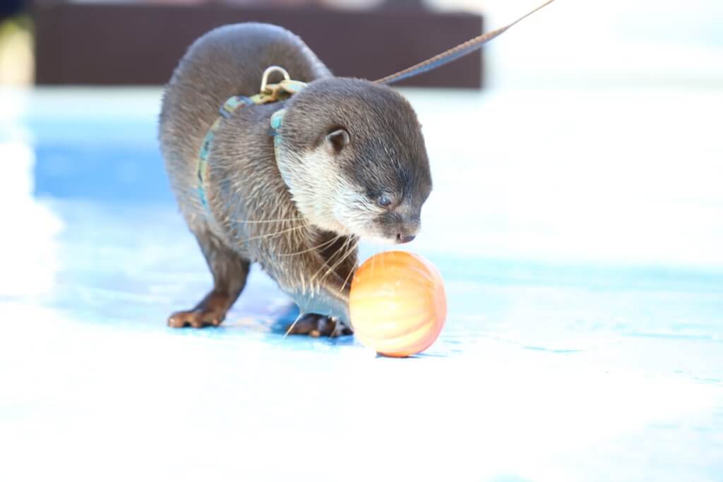 エサを取るカワウソ