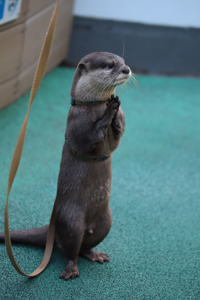 立ってポーズをするカワウソ