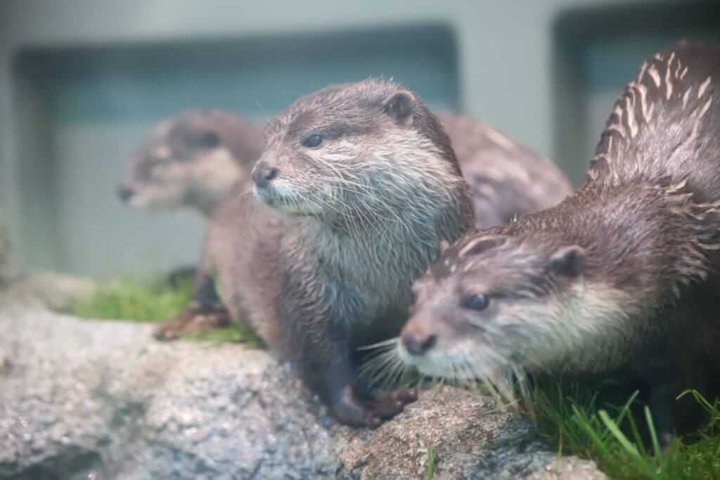 コツメカワウソ