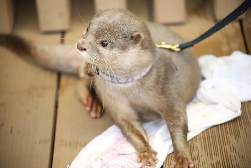 コツメカワウソ