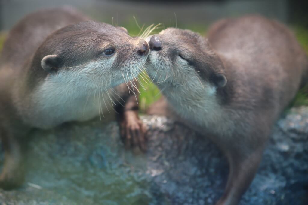 コツメカワウソ