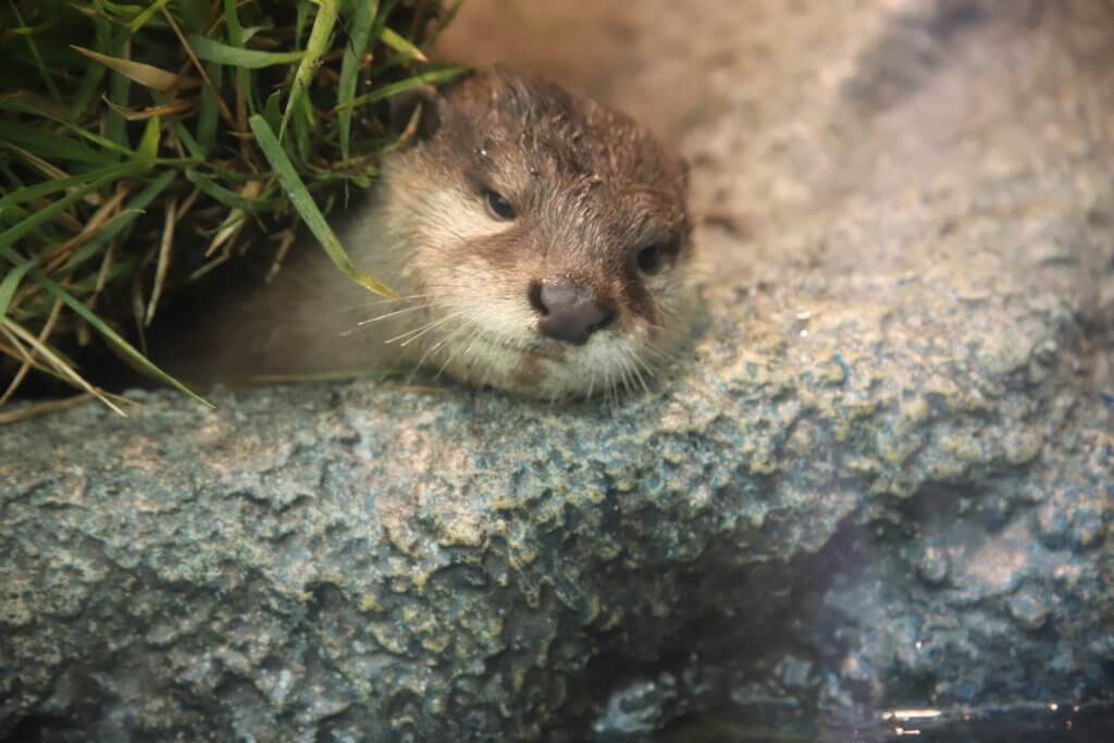 コツメカワウソ