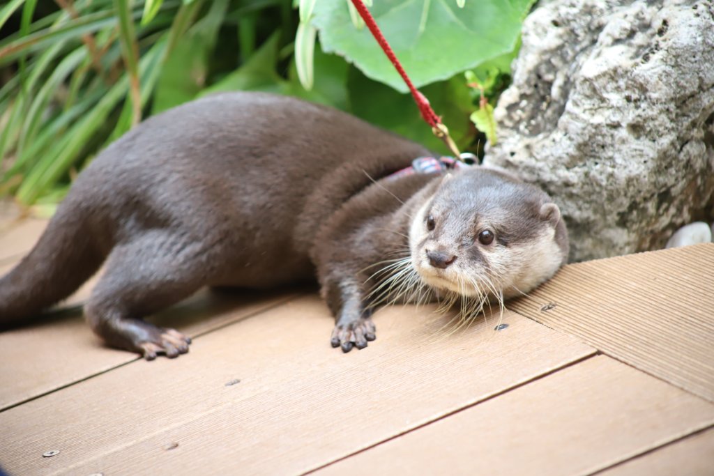 コツメカワウソ