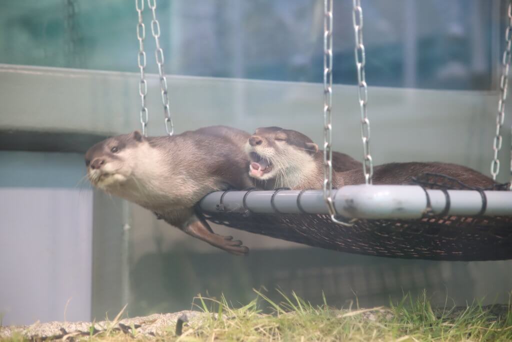 コツメカワウソ