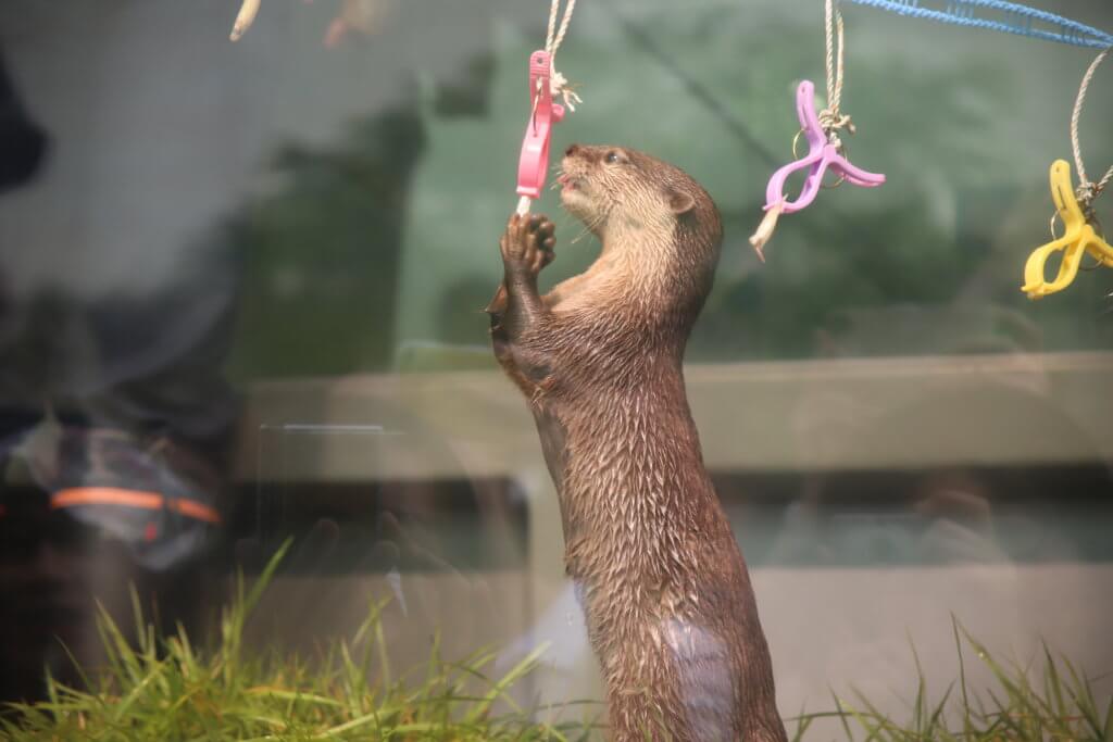 コツメカワウソ