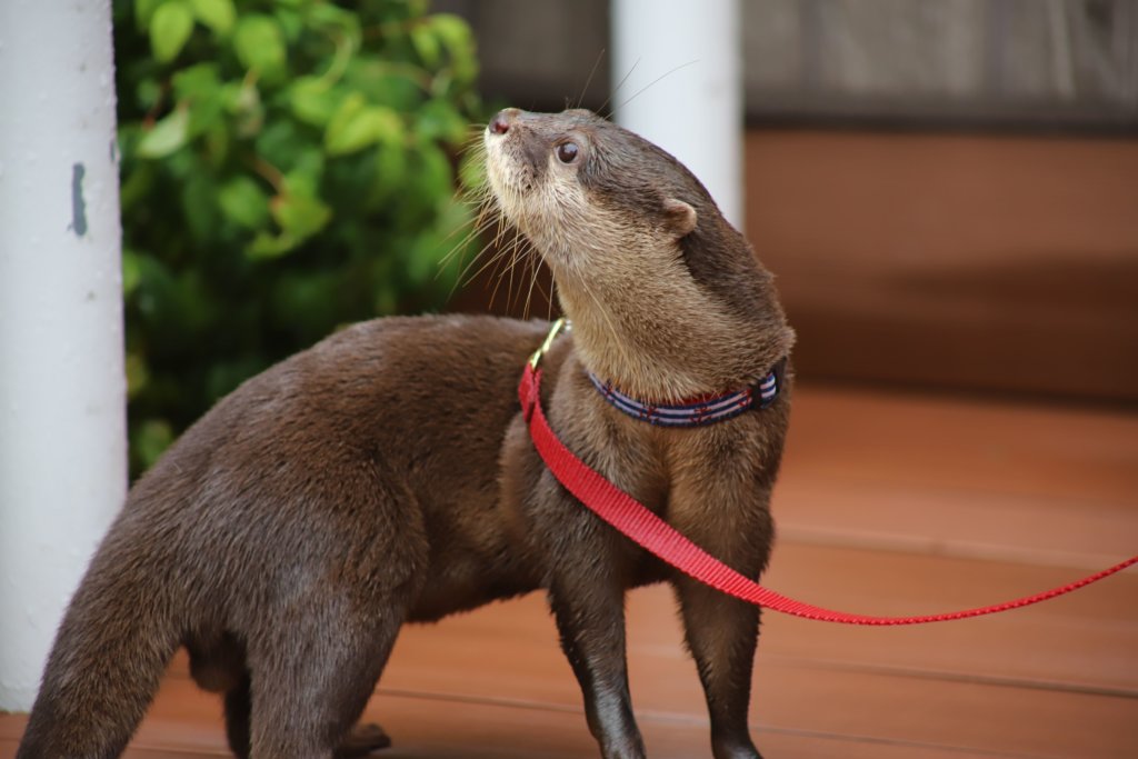 コツメカワウソ