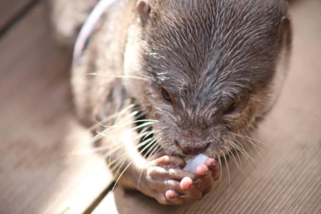 コツメカワウソ