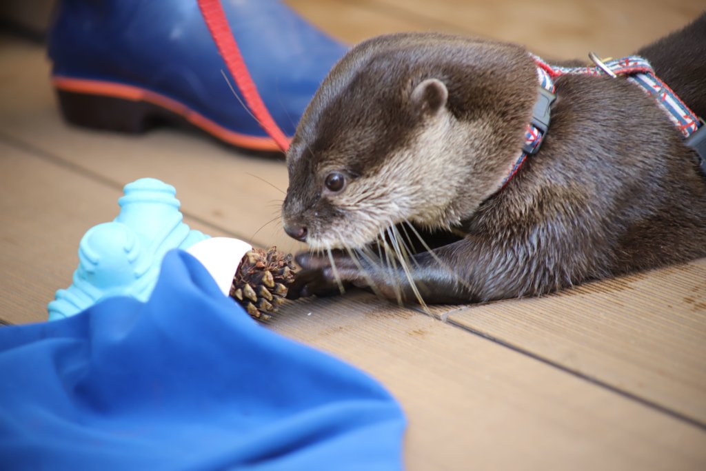 コツメカワウソ